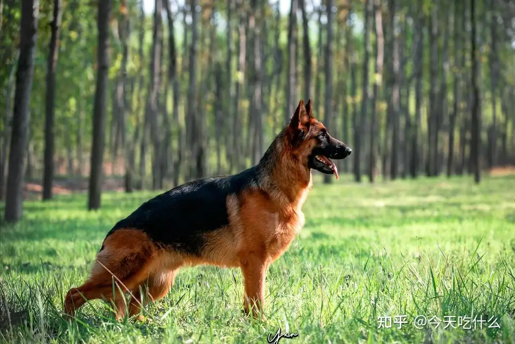 牧羊犬吃什么(牧羊犬吃什么最好)