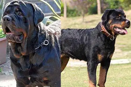 罗威纳犬打架(罗威纳犬打架视频 罗威纳犬vs藏獒打架)
