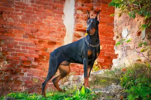 护卫犬哪种好(护卫犬哪种好养)