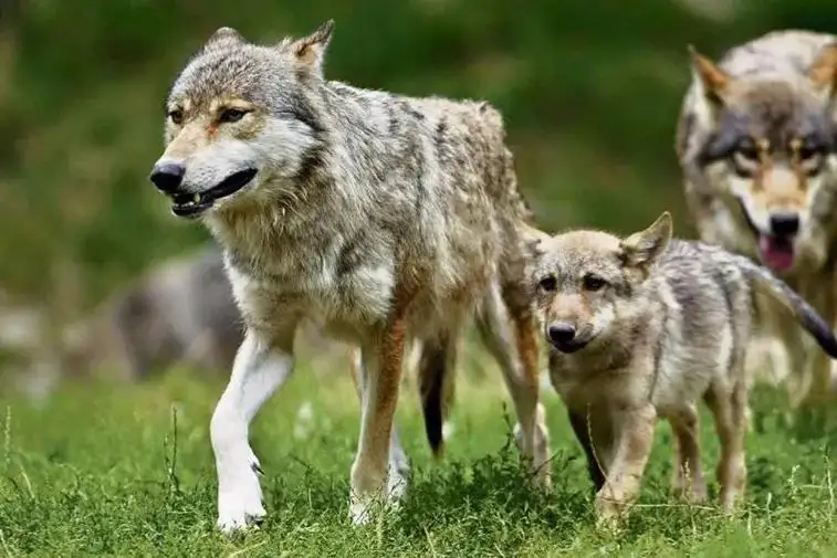 藏獒vs狼(藏獒vs狼群打架)