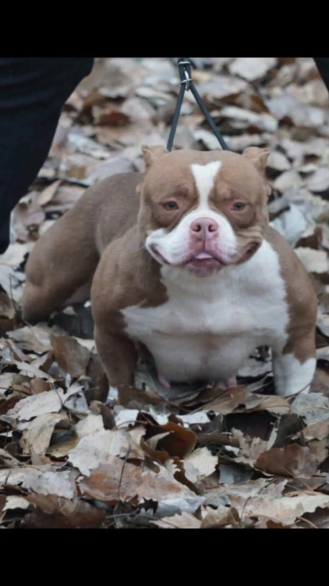 恶霸犬多少钱(恶霸犬多少钱一只纯种)