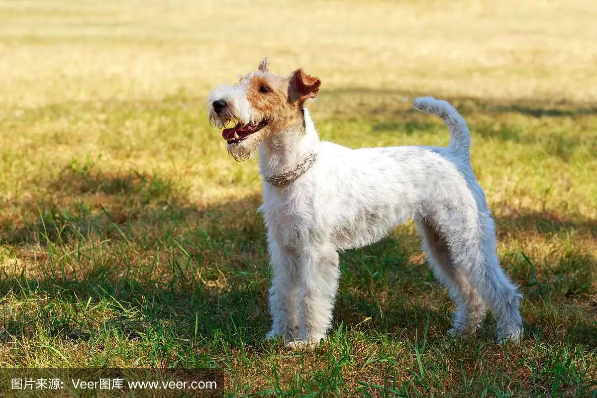 美国猎狐犬(美国猎狐犬图片)