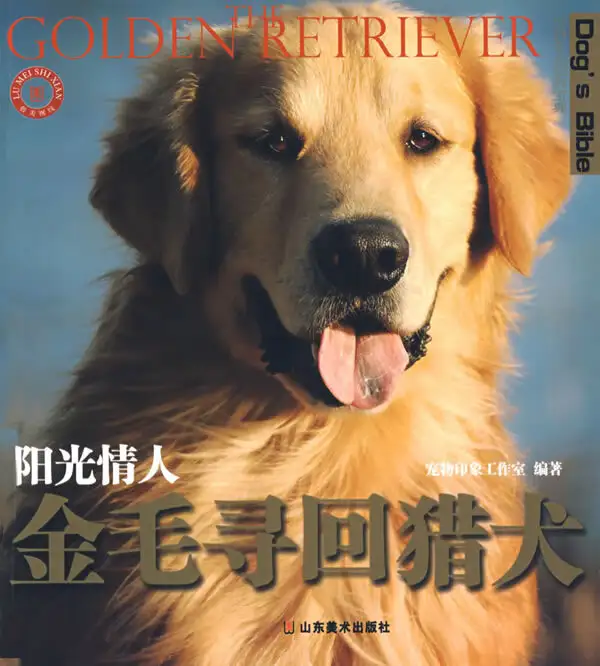 金毛猎犬价格(金毛猎犬的赏玩与训练)