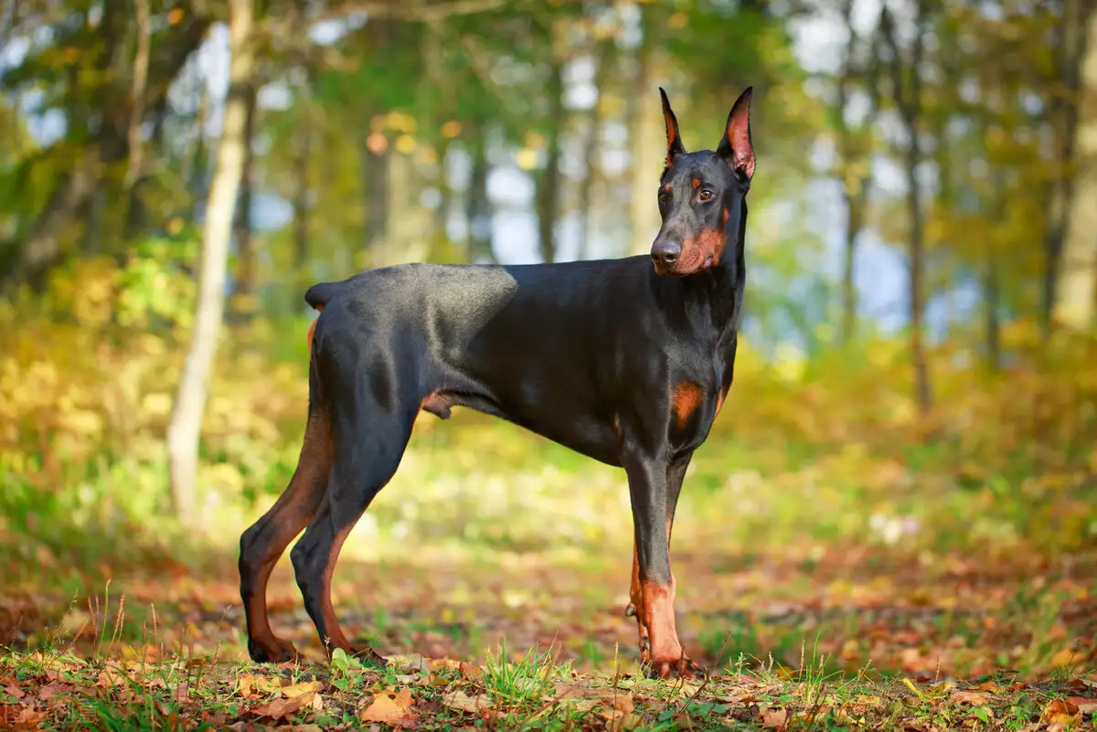 德国笃宾犬(德国宾莎犬百科)