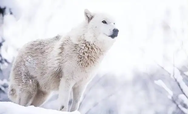 雪狼狗价格(雪狼犬多少钱一只)