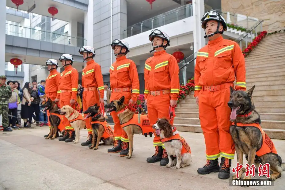 我家也有消防犬(我家也有消防犬英文电影英文影评)