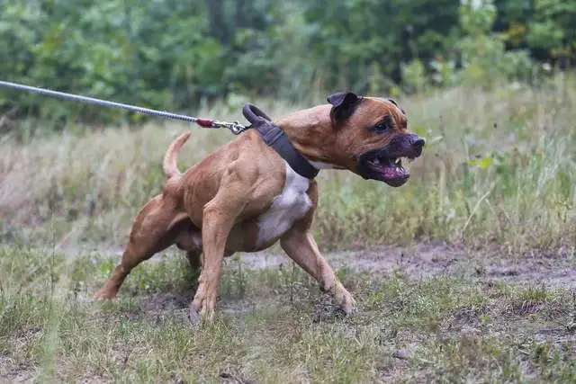 防暴犬厉害吗(防暴犬是干嘛的)