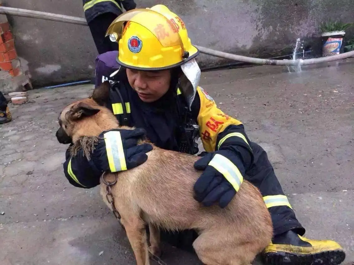 我家也有消防犬(我家也有消防犬英文电影英文影评)