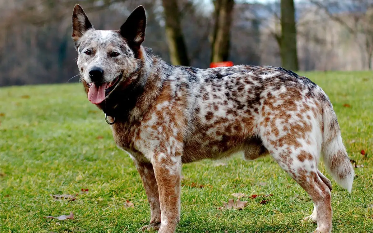 澳洲牧牛犬(澳洲牧牛犬性格和缺点)