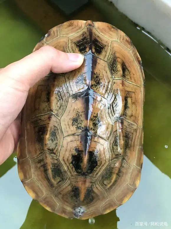 中华草龟(中华草龟寿命一般有多少年)