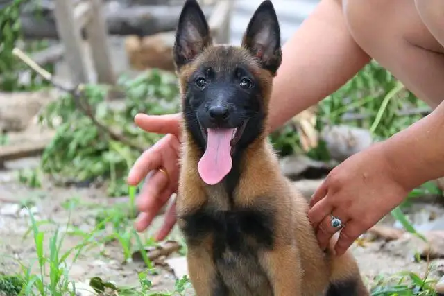 北京马犬警犬(北京马犬可以办理狗证吗)