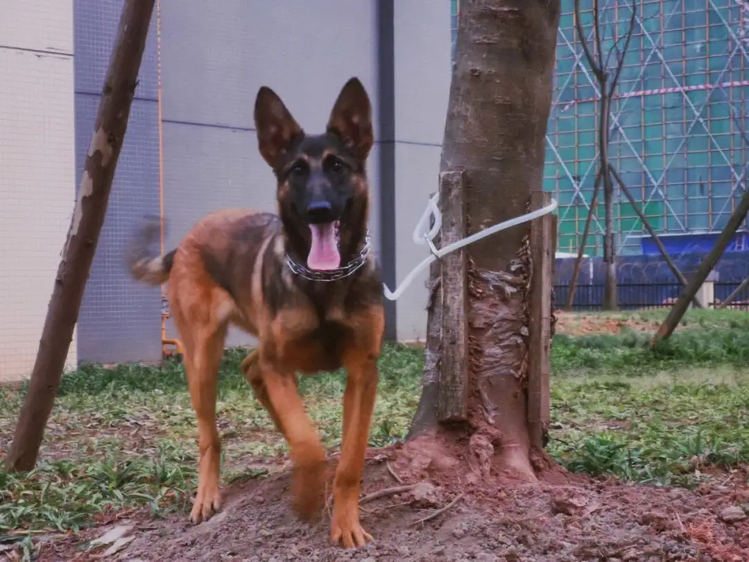 北京马犬警犬(北京马犬可以办理狗证吗)