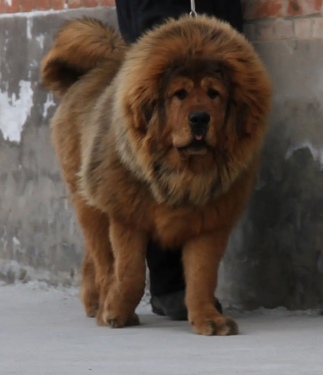 獒犬(獒犬品种大全图片)