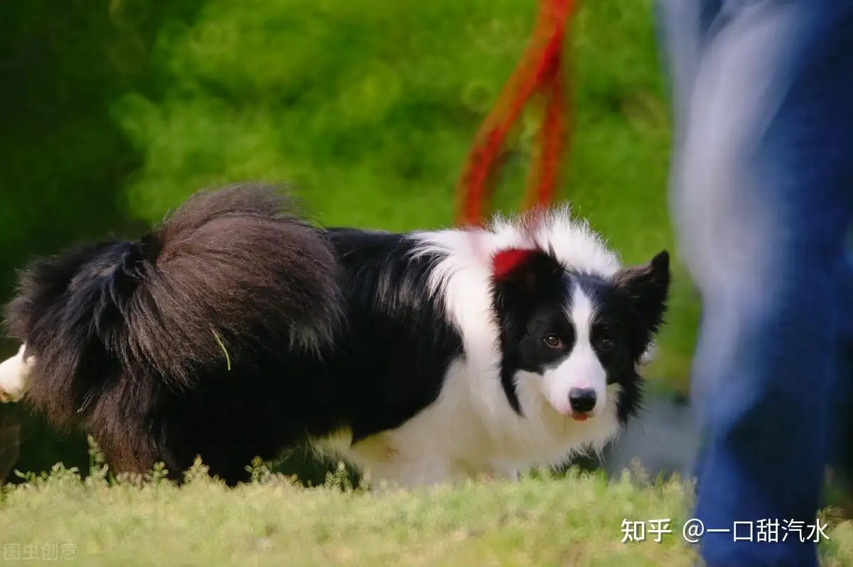 边境牧羊犬怎么养(边境牧羊犬养成攻略)