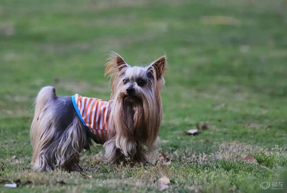 约克夏梗犬(约克夏梗犬掉毛吗)