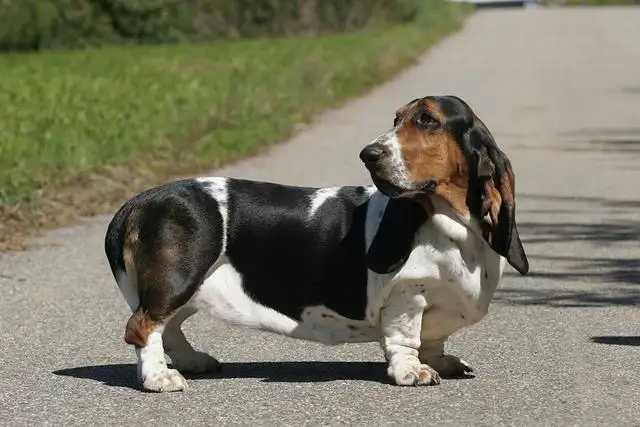 米格鲁(米格鲁猎兔犬图片)