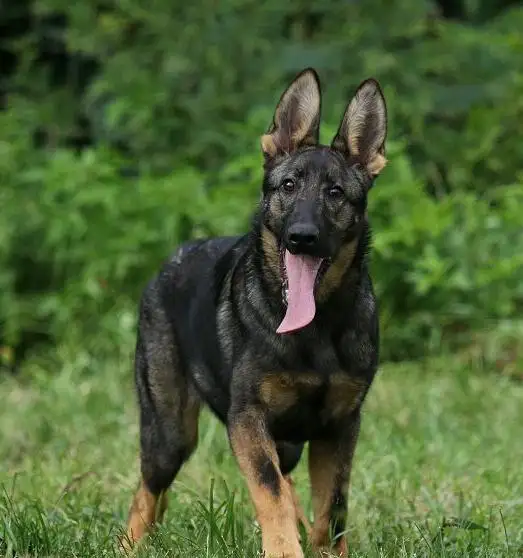 警犬品种(警犬品种排行)