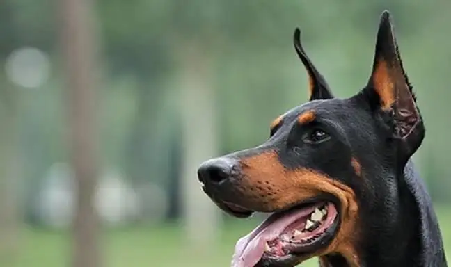 杜宾犬(杜宾犬智商)