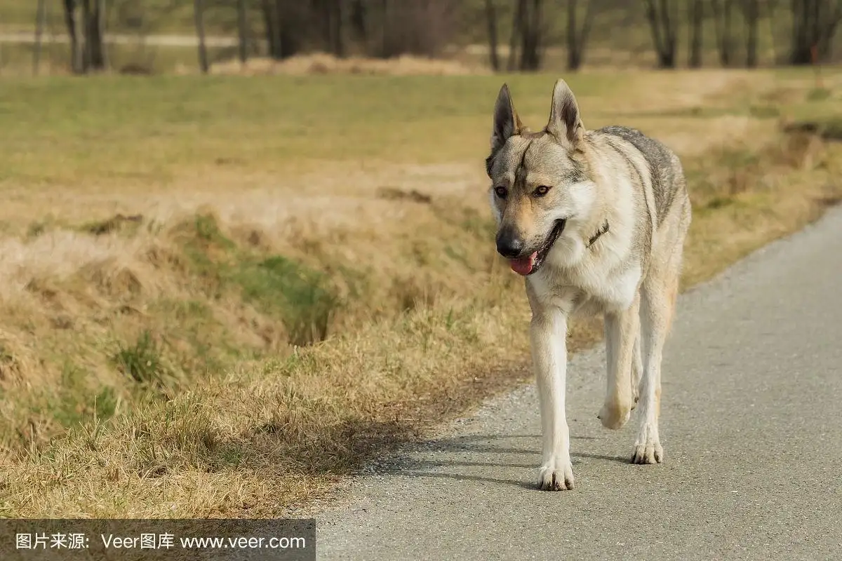 猎狼犬(猎狼犬行动美国电影2022)