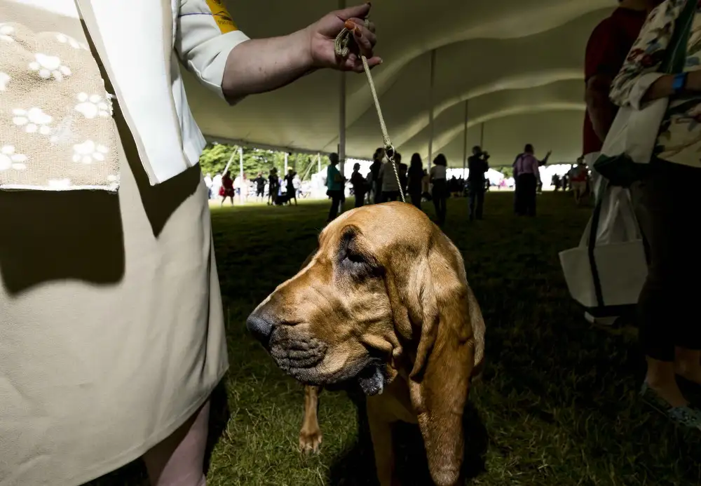 威斯敏斯特犬展(威斯敏斯特全犬种大赛中文解说)