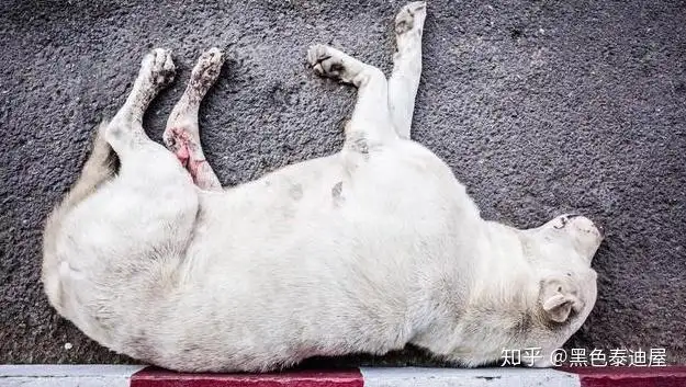 犬瘟热抽搐(犬瘟热抽搐了还能活多久)