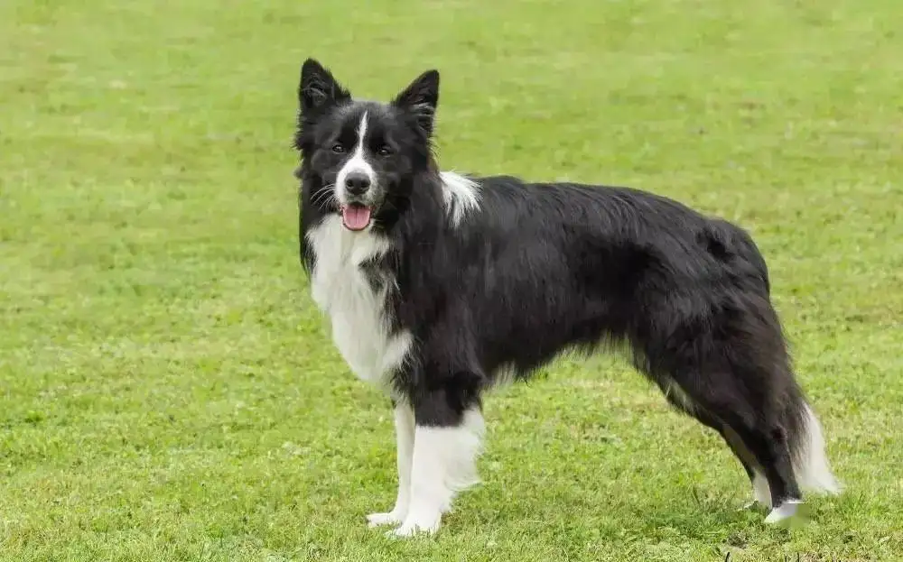 边境牧羊犬(边境牧羊犬是哪国的犬)