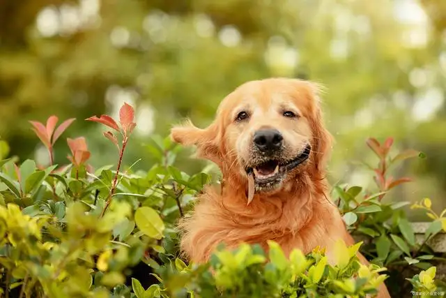 金毛犬性格(金毛犬性格特点介绍)