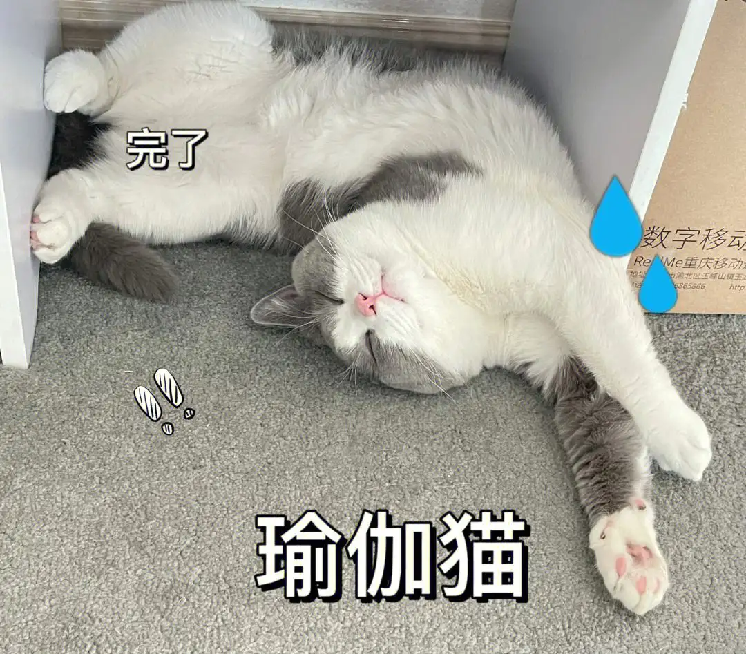 猫的训练(猫的训练最好时机)