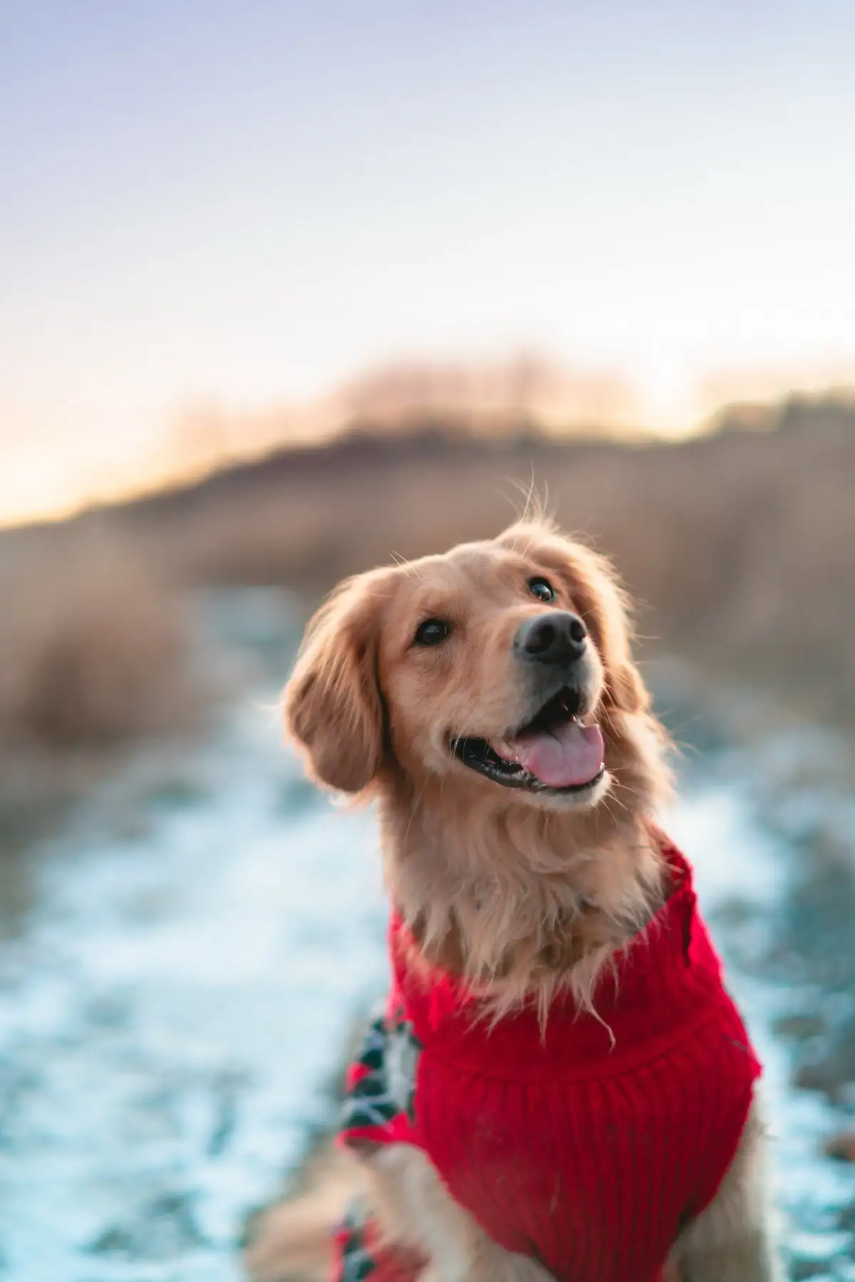 金毛犬性格(金毛犬性格特点介绍)