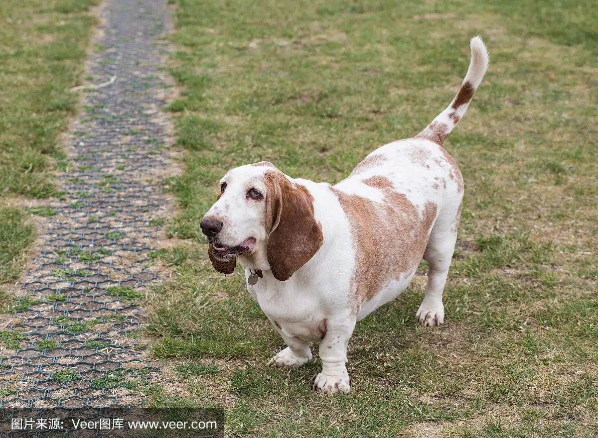 巴赛特猎犬(巴赛特猎犬图片)