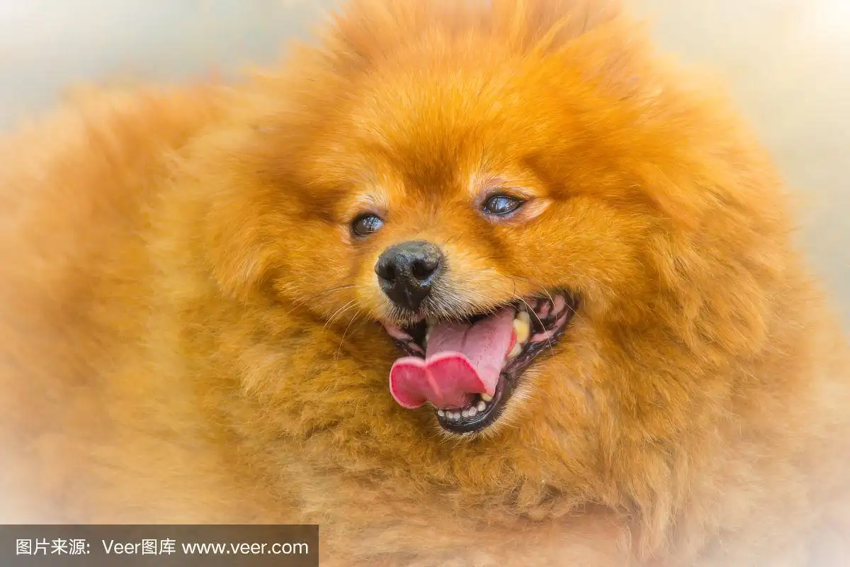 波美拉尼亚犬(波美拉尼亚犬介绍)