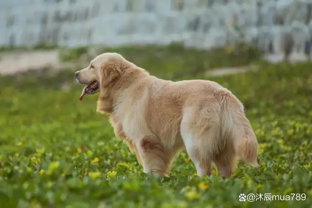 金毛犬好养吗(金毛犬好养吗 如何训练)