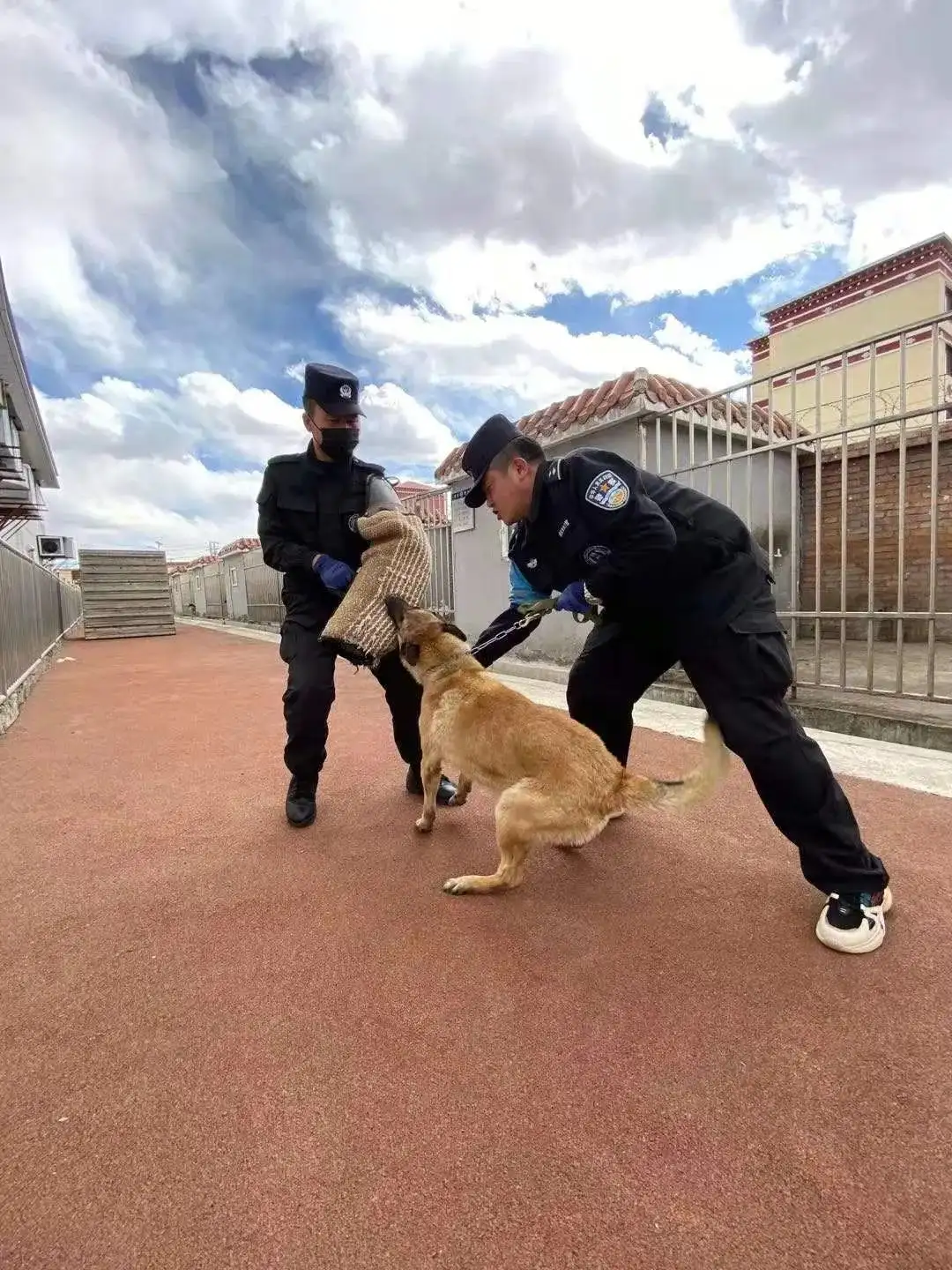 警犬训练(警犬训练基地)