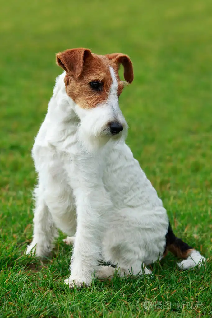 猎狐犬(美国猎狐犬)