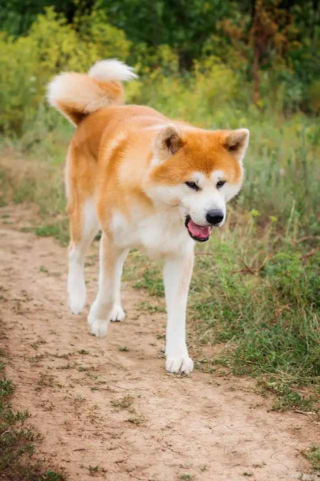 秋田犬性格(秋田犬性格特征)