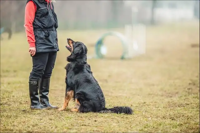 如何训狗(如何训狗方法视频教程)