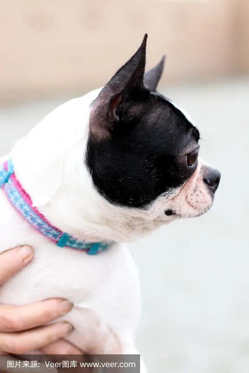 波士顿梗犬(波士顿梗犬和法斗区别)