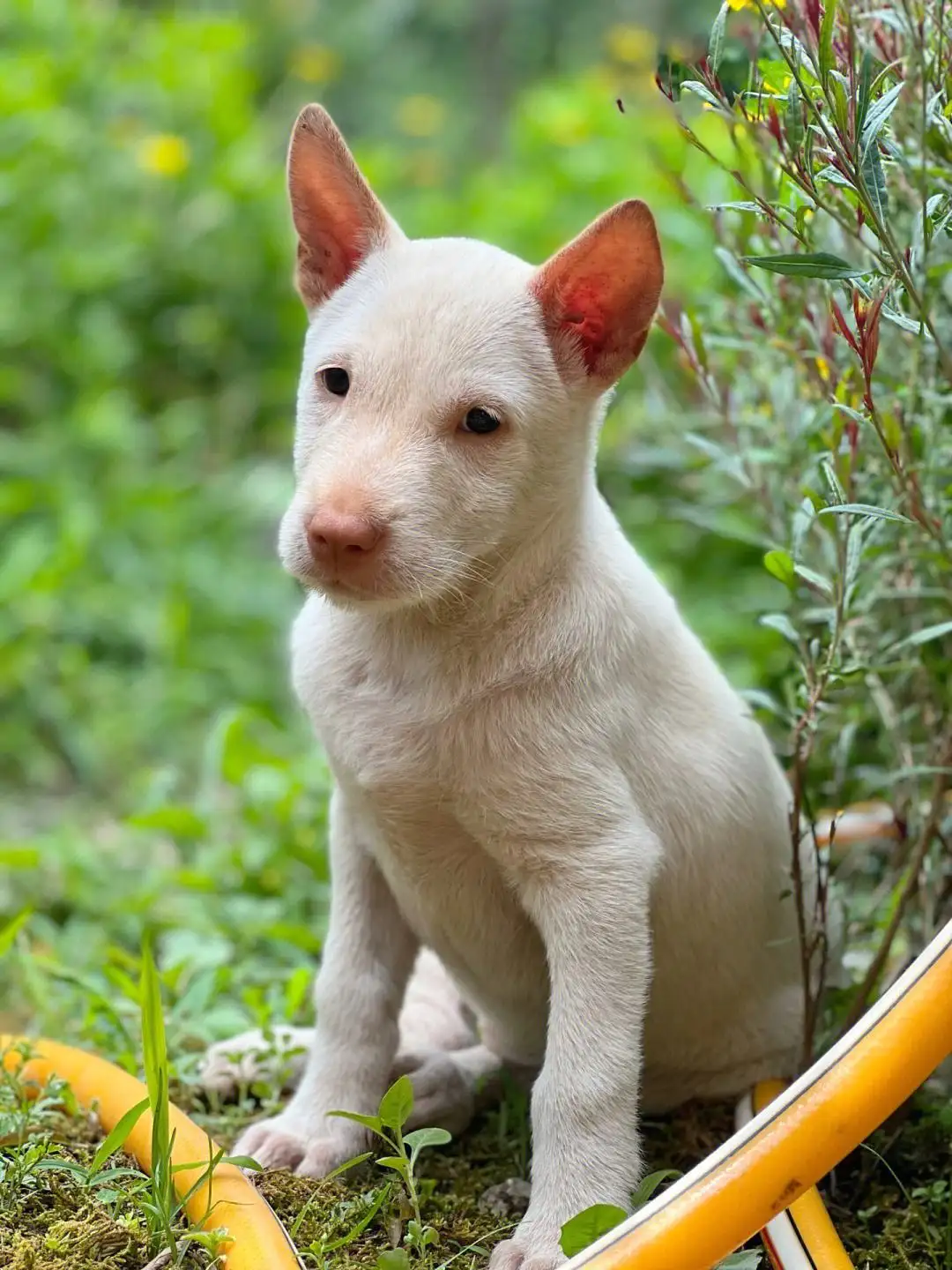 下司犬(下司犬为啥养的都后悔)