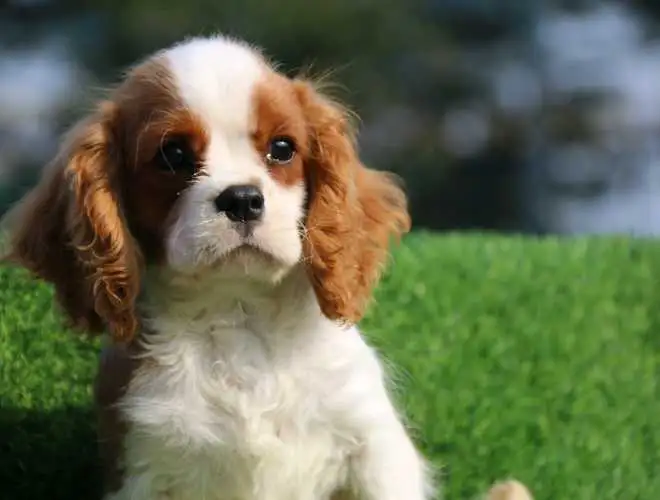 查理士王小猎犬(查理士王小猎犬聪明吗)