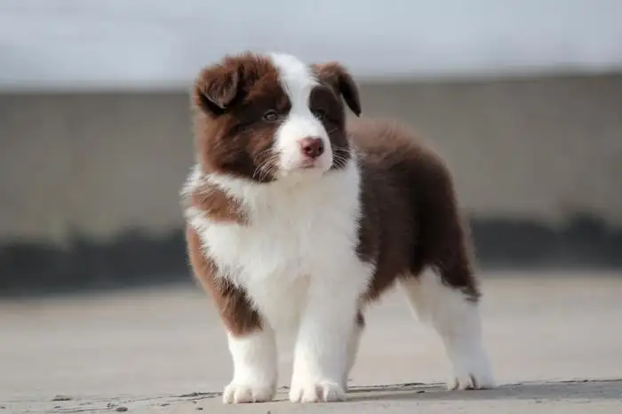 边境牧羊犬多钱(边境牧羊犬大约多少钱一只)