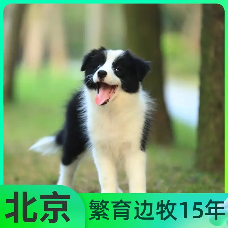 边境牧羊犬售价(边境牧羊犬售价多少一只)