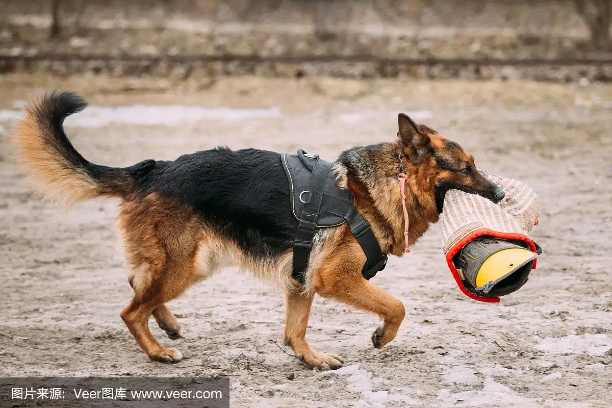 德国牧羊犬怎样训练(德国牧羊犬训练视频教程全集)