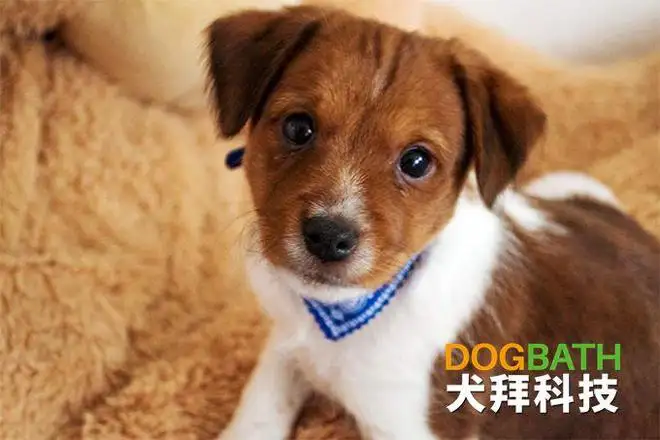 犬瘟热消毒(犬瘟热消毒方法)