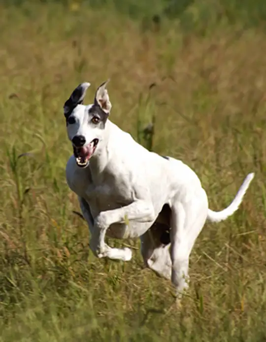 灵堤犬(灵缇犬血是万能血)