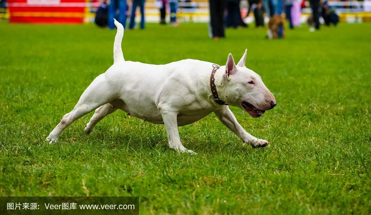 牛头梗犬类(牛头梗犬的优点和缺点)