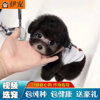 贵宾犬价格(贵宾犬价格表大全)