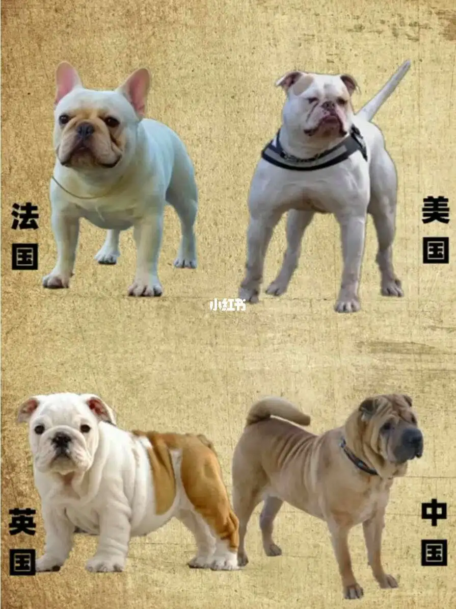 斗牛犬好养吗(斗牛犬好养吗温顺吗)