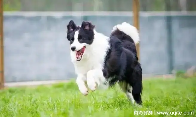 边境牧羊犬售价(边境牧羊犬售价多少一只)