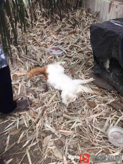 如何毒死猫(灭野猫什么药最有效)