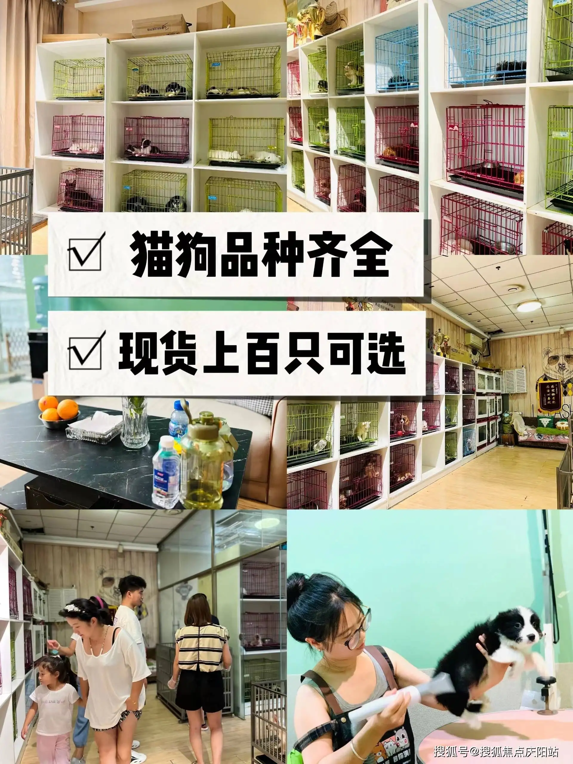 猫咪宠物店洗澡多少钱(宠物店猫咪洗澡多少钱一只)